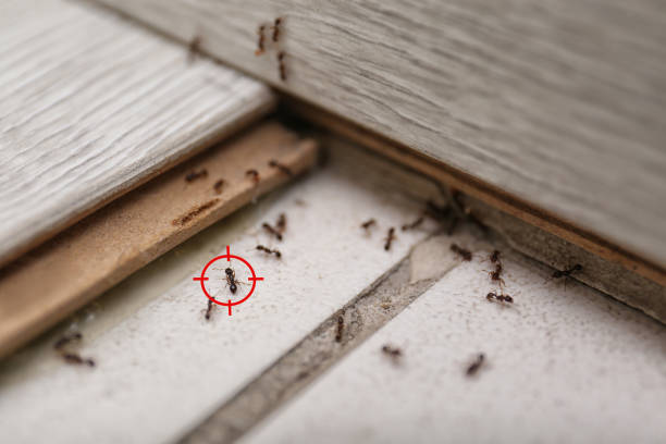 Best Pest Removal Services  in Sturgeon, MO