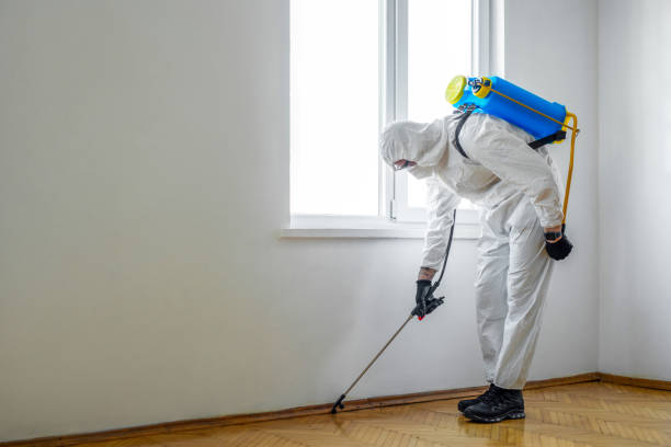 Best Wasp Removal Services  in Sturgeon, MO