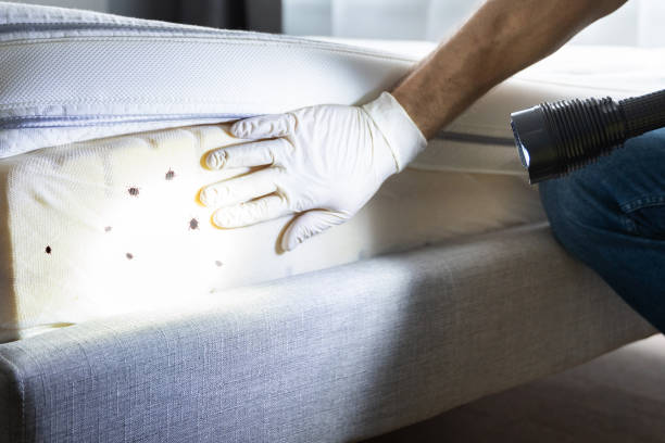 Best Mosquito Control Services  in Sturgeon, MO